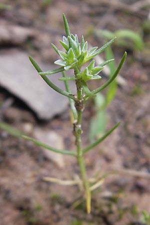 Scleranthus annuus \ Einjhriges Knuelkraut, F Bitche 24.7.2010