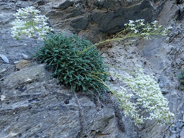 Saxifraga cotyledon \ Strau-Steinbrech, F Gorges du Bachelard 9.7.2016