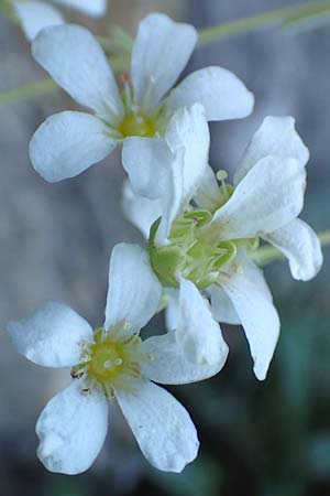 Saxifraga cotyledon \ Strau-Steinbrech / Pyramidal Saxifrage, F Gorges du Bachelard 9.7.2016