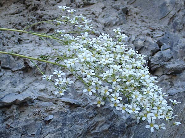 Saxifraga cotyledon \ Strau-Steinbrech, F Gorges du Bachelard 9.7.2016