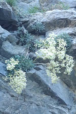 Saxifraga cotyledon \ Strau-Steinbrech, F Gorges du Bachelard 9.7.2016