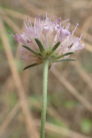 Scabiosa atropurpurea \ Samt-Skabiose / Sweet Scabious, F Pyrenäen/Pyrenees, Ille-sur-Tet 22.7.2018