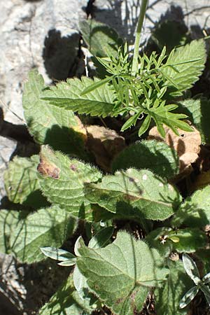 Scabiosa columbaria \ Tauben-Skabiose / Small Scabious, F Pyrenäen/Pyrenees, Gorges de Galamus 23.7.2018