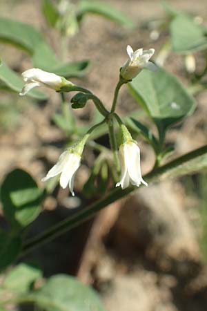 Solanum chenopodioides / Whitetip Nightshade, Goosefoot Nightshade, F Pyrenees, Ansignan 23.7.2018