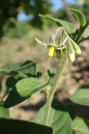 Solanum chenopodioides / Whitetip Nightshade, Goosefoot Nightshade, F Pyrenees, Ansignan 23.7.2018