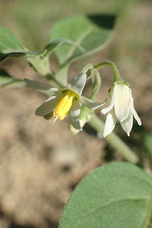 Solanum chenopodioides \ Gnsefublttriger Nachtschatten, Zierlicher Nachtschatten / Whitetip Nightshade, Goosefoot Nightshade, F Pyrenäen/Pyrenees, Ansignan 23.7.2018