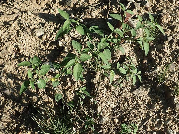 Solanum chenopodioides \ Gnsefublttriger Nachtschatten, Zierlicher Nachtschatten / Whitetip Nightshade, Goosefoot Nightshade, F Pyrenäen/Pyrenees, Ansignan 23.7.2018