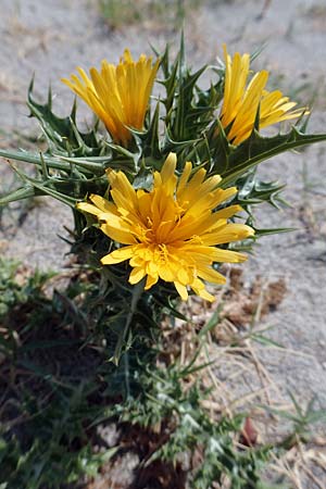 Scolymus hispanicus / Common Golden Thistle, F Canet-en-Roussillon 27.7.2018