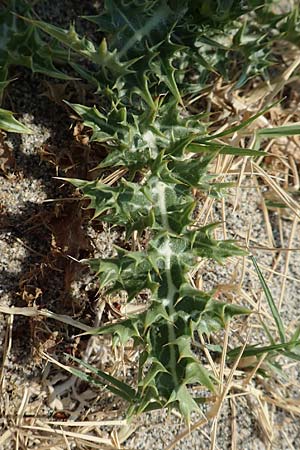 Scolymus hispanicus \ Spanische Golddistel / Common Golden Thistle, F Canet-en-Roussillon 27.7.2018