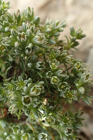 Scleranthus perennis \ Ausdauerndes Knuelkraut / Perennial Knawel, F Pyrenäen/Pyrenees, Puigmal 1.8.2018