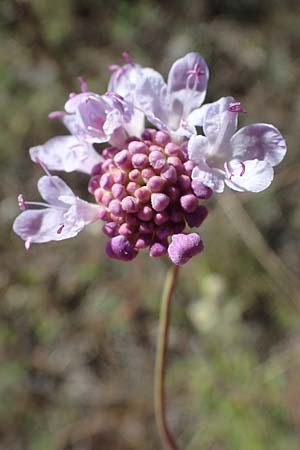 Scabiosa columbaria \ Tauben-Skabiose / Small Scabious, F Remollon 6.10.2021