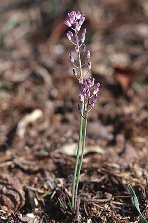 Scilla autumnalis \ Herbst-Blaustern, F Maures, La Motte 12.10.2003