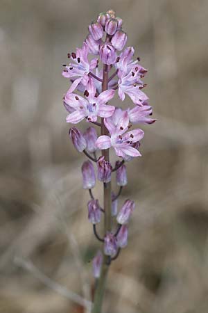 Scilla autumnalis \ Herbst-Blaustern / Autumn Squill, F Maures, La Motte 12.10.2003