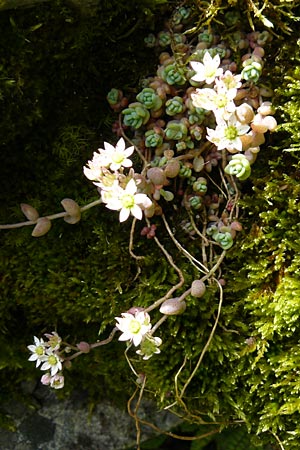 Sedum dasyphyllum \ Dickblttriger Mauerpfeffer / Corsian Stonecrop, F Rimbach-pres-Masevaux 6.8.2008