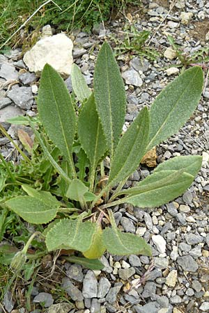 Senecio doronicum subsp. gerardii \ Gerards Greiskraut / Gerard's Ragwort, F Col de la Bonette 8.7.2016