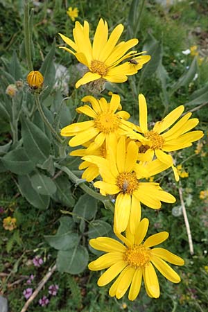 Senecio doronicum subsp. gerardii \ Gerards Greiskraut / Gerard's Ragwort, F Col de la Bonette 8.7.2016