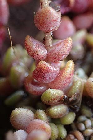 Sedum dasyphyllum \ Dickblttriger Mauerpfeffer / Corsian Stonecrop, F S. Sauveur-sur-Tinée 30.4.2023