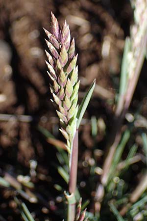 Sclerochloa dura / Common Hardgrass, Fairground Grass, F Caussols 2.5.2023