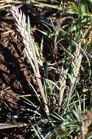 Sclerochloa dura \ Gewhnliches Hartgras / Common Hardgrass, Fairground Grass, F Caussols 2.5.2023