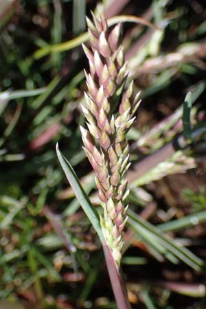 Sclerochloa dura \ Gewhnliches Hartgras, F Caussols 2.5.2023