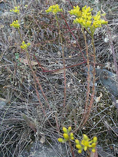 Sedum forsterianum \ Zierliche Felsen-Fetthenne / Rock Stonecrop, Welsh Stonecrop, F Valleraugue 8.6.2006