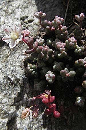 Sedum brevifolium \ Kurzblttriger Mauerpfeffer / Short-Leaved Stonecrop, F Pyrenäen/Pyrenees, Eyne 9.8.2006