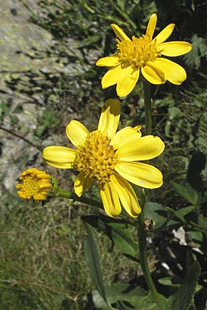 Senecio pyrenaicus \ Pyrenen-Greiskraut / Pyrenean Ragwort, F Pyrenäen/Pyrenees, Eyne 9.8.2006