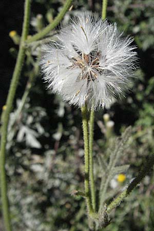 Senecio viscosus \ Klebriges Greiskraut, F Pyrenäen, Err 10.8.2006