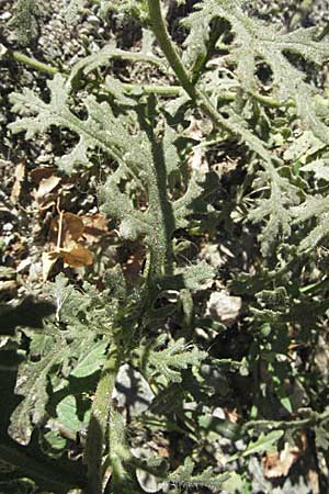 Senecio viscosus \ Klebriges Greiskraut / Sticky Groundsel, F Pyrenäen/Pyrenees, Err 10.8.2006