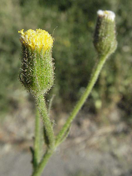 Senecio viscosus \ Klebriges Greiskraut, F Pyrenäen, Err 10.8.2006