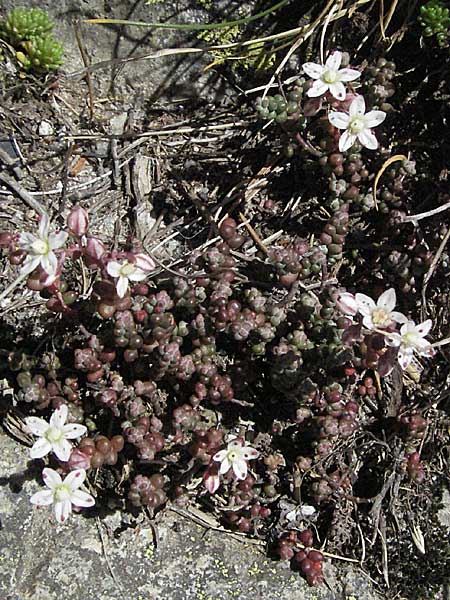 Sedum brevifolium \ Kurzblttriger Mauerpfeffer / Short-Leaved Stonecrop, Andorra Estany de Pessons 10.8.2006