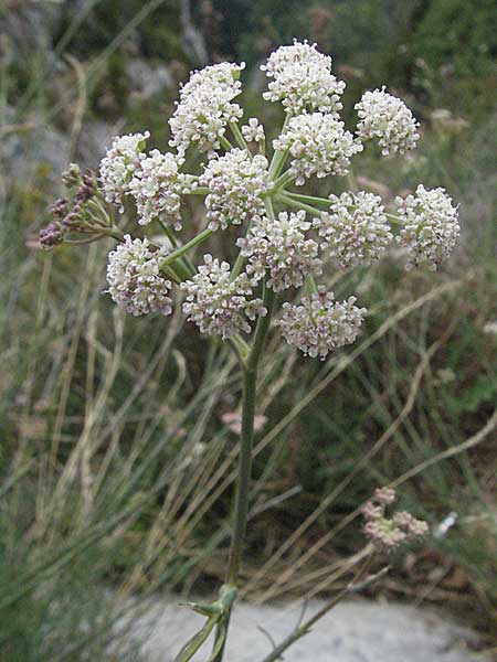 Seseli montanum \ Bergfenchel / Seseli, F Montsegur 15.8.2006