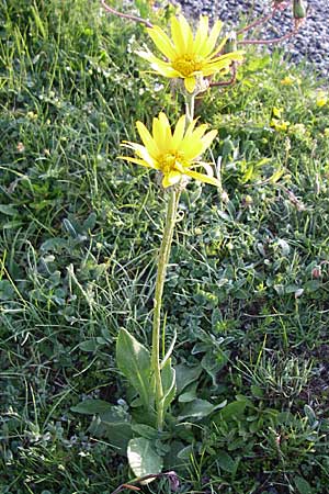 Senecio doronicum subsp. gerardii \ Gerards Greiskraut / Gerard's Ragwort, F Col de Granon 22.6.2008