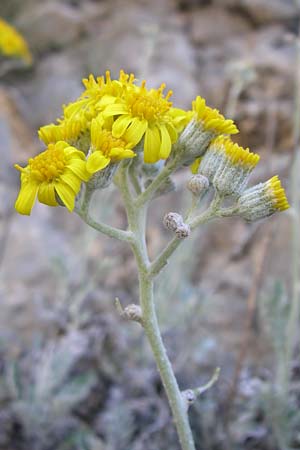 Senecio cineraria \ Aschen-Greiskraut, Silber-Greiskraut / Silver Ragwort, Dusty Miller, F Grand Canyon du Verdon 23.6.2008