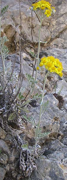 Senecio cineraria \ Aschen-Greiskraut, Silber-Greiskraut / Silver Ragwort, Dusty Miller, F Grand Canyon du Verdon 23.6.2008