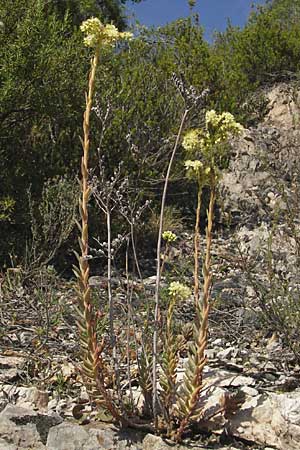 Sedum sediforme / Pale Stonecrop, F Lac de Salagou 4.6.2009