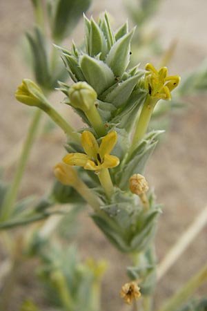 Crucianella maritima \ Strand-Kreuzblatt / Sea Crosswort, F Sète 5.6.2009