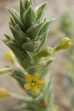 Crucianella maritima \ Strand-Kreuzblatt, F Sète 5.6.2009