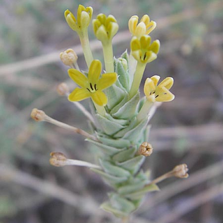 Crucianella maritima \ Strand-Kreuzblatt, F Sète 5.6.2009