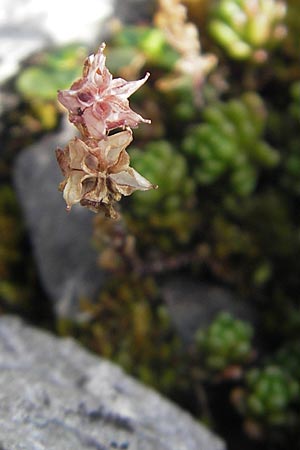 Sedum alpestre \ Alpen-Mauerpfeffer, F Pyrenäen, Gourette 25.8.2011