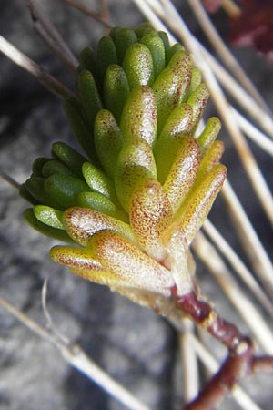 Sedum alpestre \ Alpen-Mauerpfeffer, F Pyrenäen, Gourette 25.8.2011