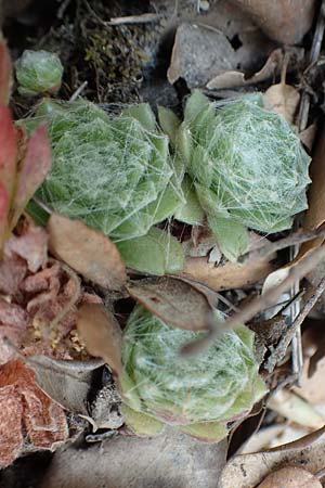 Sempervivum arachnoideum \ Spinnweb-Hauswurz / Cobweb House-Leek, F Pyrenäen/Pyrenees, Saint-Martin du Canigou 25.7.2018