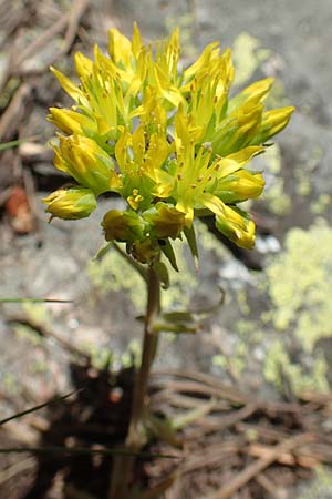 Sedum forsterianum / Rock Stonecrop, Welsh Stonecrop, F Pyrenees, Col de Mantet 28.7.2018