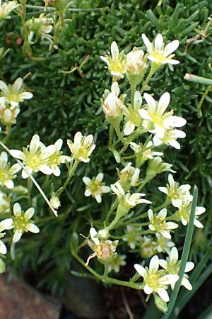 Saxifraga exarata subsp. fastigiata ? \ Aufrechter Moschus-Steinbrech / Erect Musky Saxifrage, F Pyrenäen/Pyrenees, Puigmal 1.8.2018