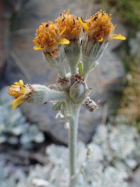 Senecio leucophyllus \ Weiblttriges Greiskraut, F Pyrenäen, Puigmal 1.8.2018