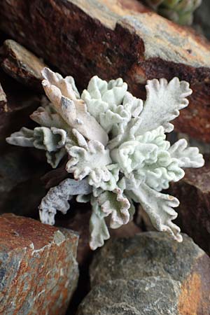 Senecio leucophyllus \ Weiblttriges Greiskraut, F Pyrenäen, Puigmal 1.8.2018