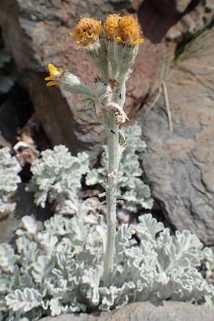 Senecio leucophyllus \ Weiblttriges Greiskraut, F Pyrenäen, Puigmal 1.8.2018