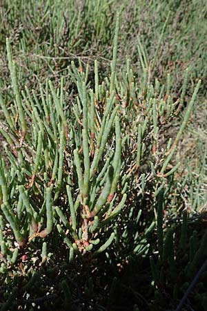 Salicornia europaea \ Europischer Queller / Common Glasswort, F Camargue,  Salin-de-Giraud 3.5.2023
