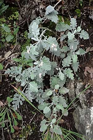 Senecio cineraria \ Aschen-Greiskraut, Silber-Greiskraut, F Grasse 15.3.2024