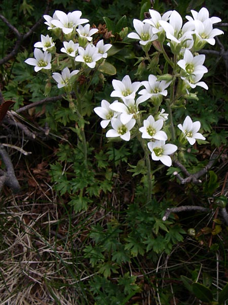 Saxifraga geranioides \ Storchschnabel-Steinbrech / Crane's-Bill Saxifrage, F Pyrenäen/Pyrenees, Eyne 25.6.2008